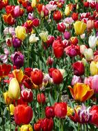 Tulip Cultivation Tulips