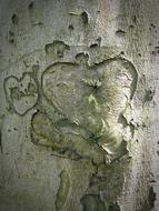 Tree Heart Bark