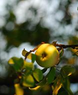 Apples Fruit macro blur