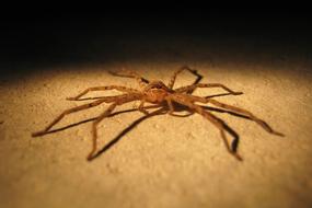 Spider Insect Pest