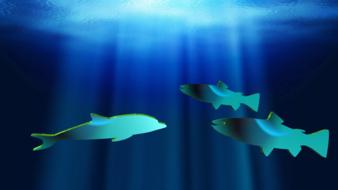 dolphin aquatic fishes