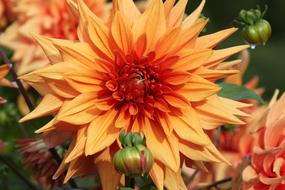 Flower Orange Sun Beautiful