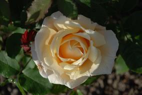 Flower pastel rose macro