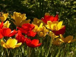 Red and Yellow Tulips in nature