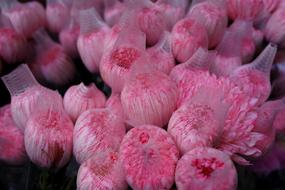 pink rose buds macro view
