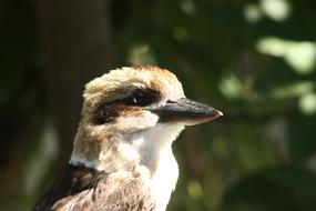 Kookaburra Bird Native
