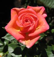 Rose Flower Bloom