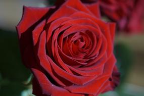 Rose Red