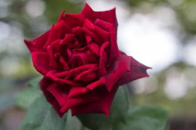 Red Rose Blossom