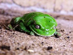 Frog Green Sitting