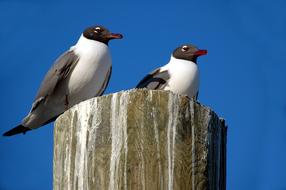 Laughing Gull Seagull Bird