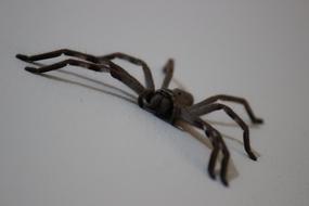 Huntsman Spider Arachnid