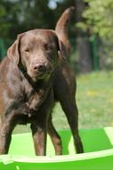 brown dog in the garden