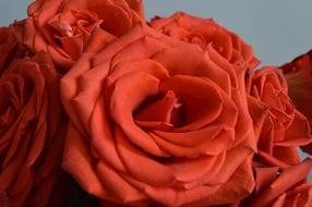 Rose Flower Red