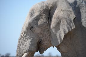 Elephant Wilderness Animal
