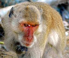 Monkey Thailand Nature