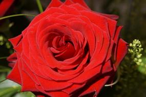 Rose Red Close Up