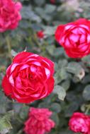 Red Roses Flowers