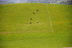 Alm Pasture Cows