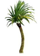tree nature palm funny palm green