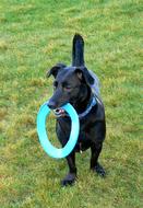 Black dog with frisbee