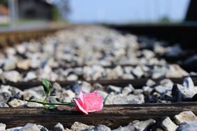 Pink Rose On Railway Loving Memory