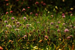 faded Flower Meadow at Autumn