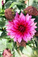 Big Pink Dahlia