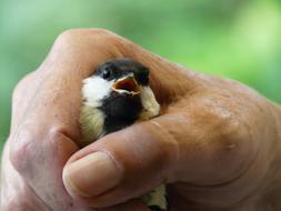 Tit Parus Major Hand