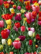 Tulips Tulpenbluete Flowers Tulip