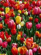 Field Tulips Tulpenbluete