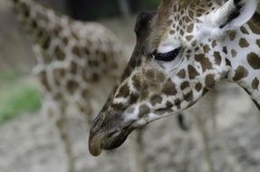 Giraffe Sad Head Shot Animal