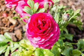 Nature Flower Plant