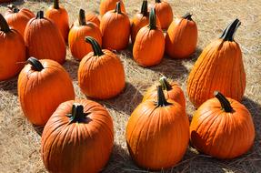 Pumpkins Halloween Autumn