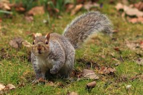 Animal Brown Cute squirrel