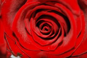 Macro Red Rose