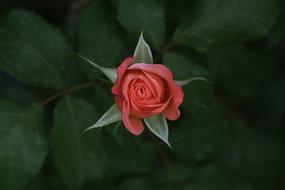 Rose Garden Flower