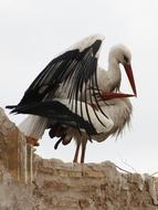 Storks Marrakech Love