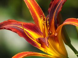 Flower Love Delicacy