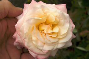 Peach Rose bloom