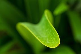 Natural Leaf Close Up