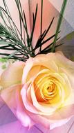 Rose Flowers Yellow