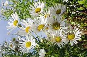 Flowers white Plants bush