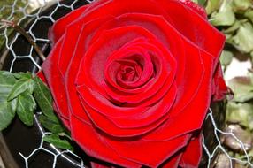 Rose Red Flower