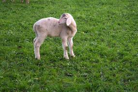 Lamb Sheep Animal