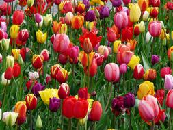 Tulips Tulip Bed