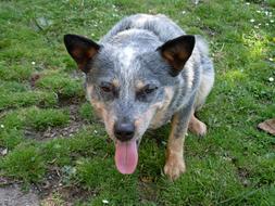 Dog Blue Heeler