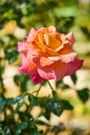 Rose Flower Macro