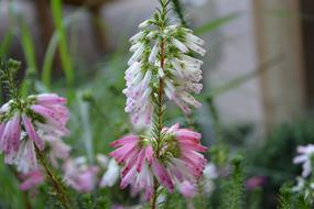 Flower Flowers Colors Pink White