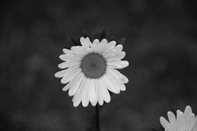 Flower Photo Black White Petals